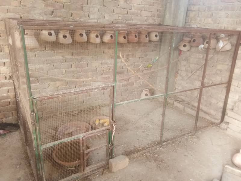 IRON CAGE WITH 4PAIR BUDGIE PARROTS 6