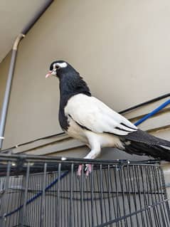 kal khal pigeons 2 female 1 male