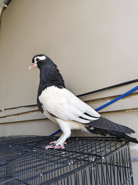 kal khal pigeons 2 female 1 male 1