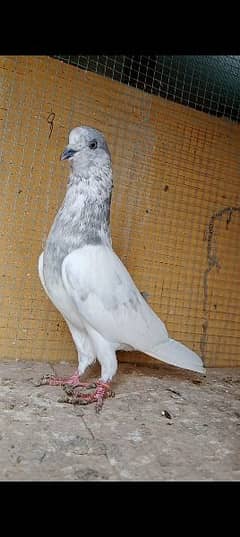 some pigeon for sale