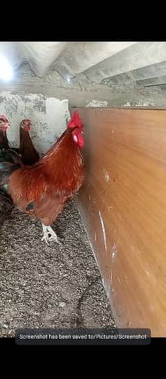 is breed k guranted fertile egg or breede male