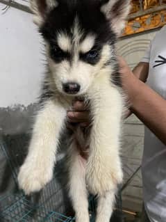 Original Import Huskey 0