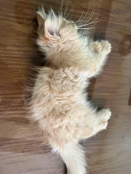 persian Triple Coated golden very active cat 3