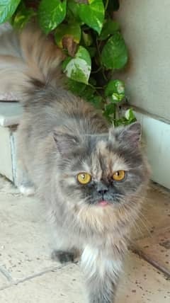 Persian triple coat 0