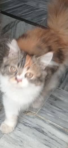 kitten baby age 4 month beautiful colour