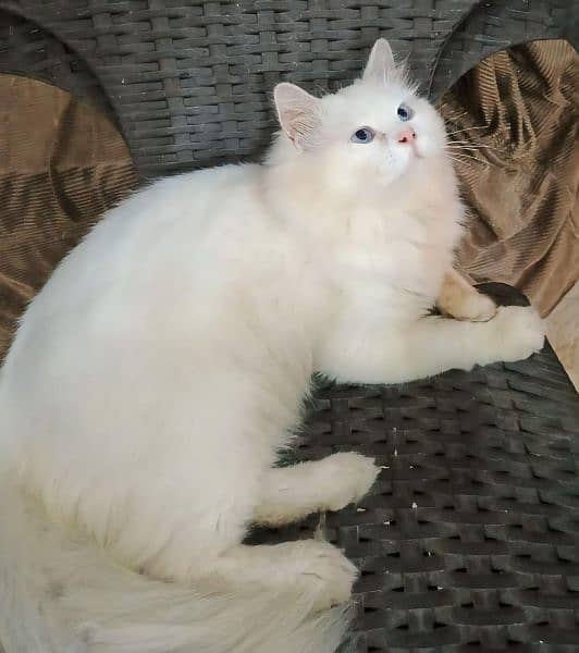 blue eyes Male  tripal cot full white maiting wala male hai 0