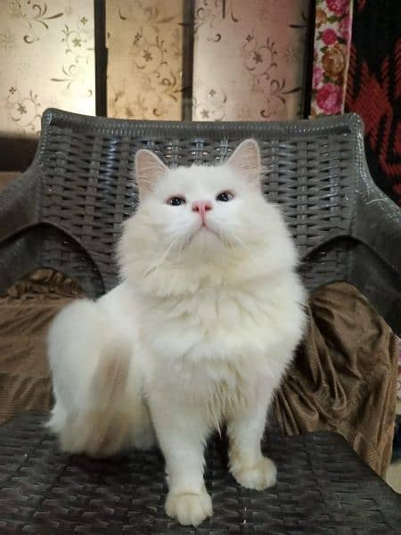 blue eyes Male  tripal cot full white maiting wala male hai 1