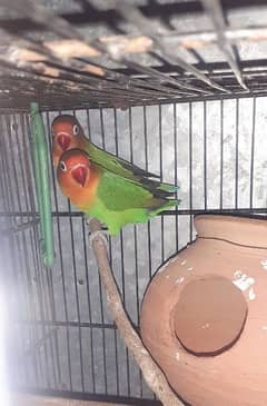 fisher 1 pair, budgies,  cage