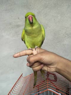 Green parrot female for sale