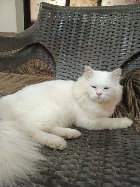 blue eyes Male  tripal cot full white maiting wala male hai 2