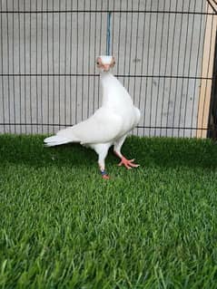 Fancy Budapest Pigeon Doorbeen Birds