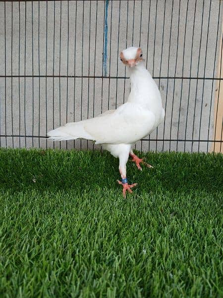 Fancy Budapest Pigeon Doorbeen Birds 3