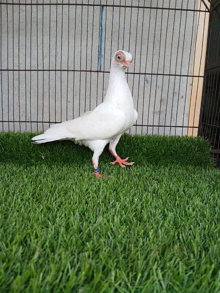 Fancy Budapest Pigeon Doorbeen Birds 4