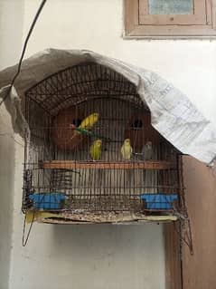 Australian parrot for sale