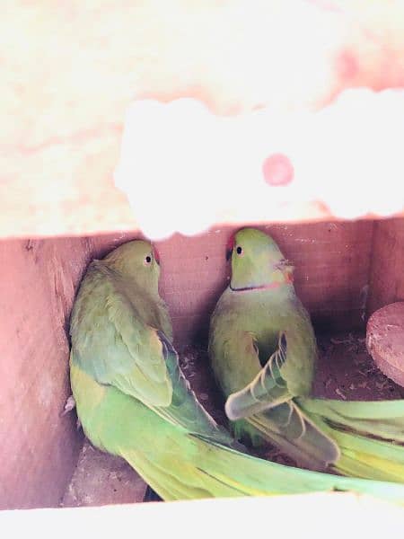 Asalam o Alaikum sale my Ring neck & love birds 6