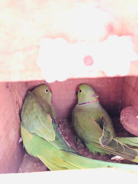 Asalam o Alaikum sale my Ring neck & love birds 7