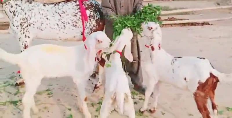 Makka Chini Bakri Our 3 Bacchon Ka Sath For Sale Call `~03496944797 1