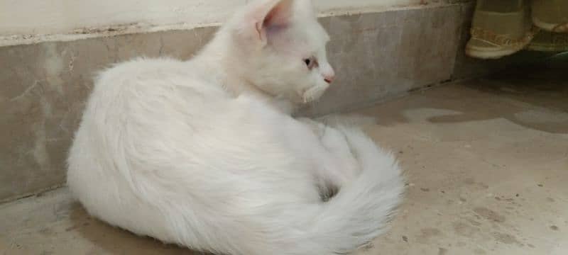 Persian Cat 1