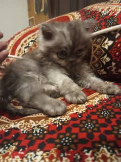 Persian kittens