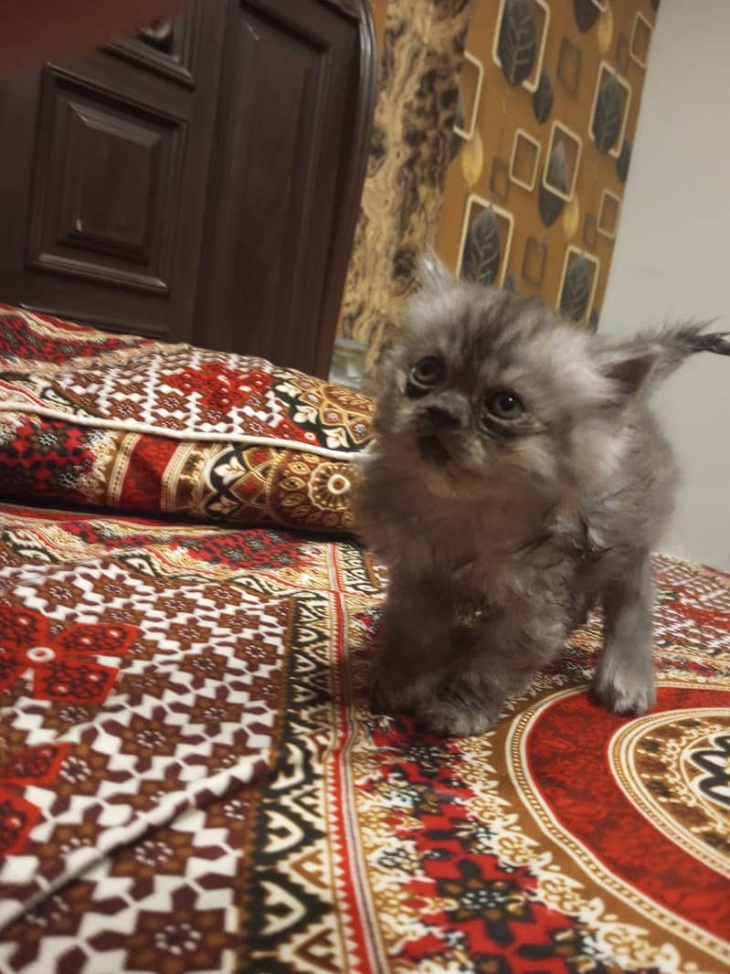 Persian kittens 1