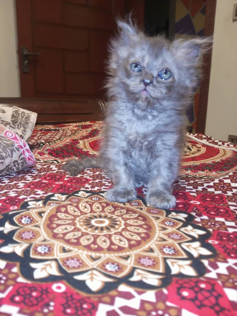 Persian kittens 2