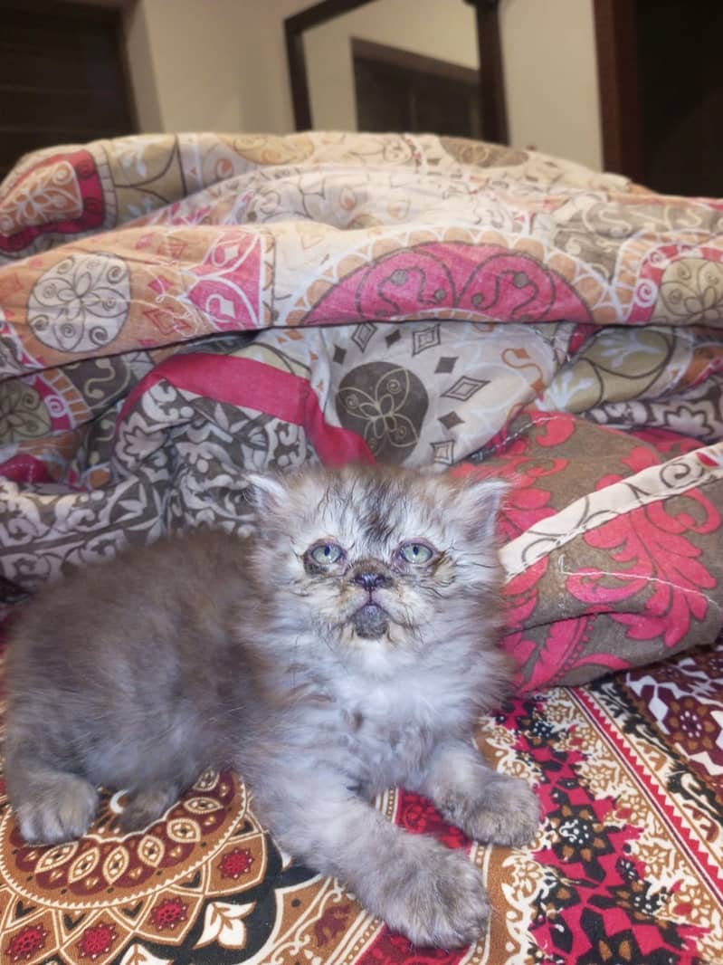 Persian kittens 3