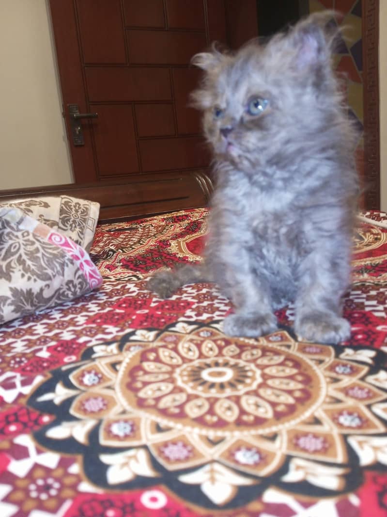 Persian kittens 4