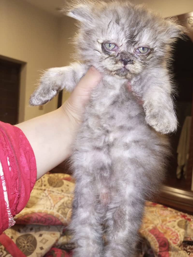 Persian kittens 5