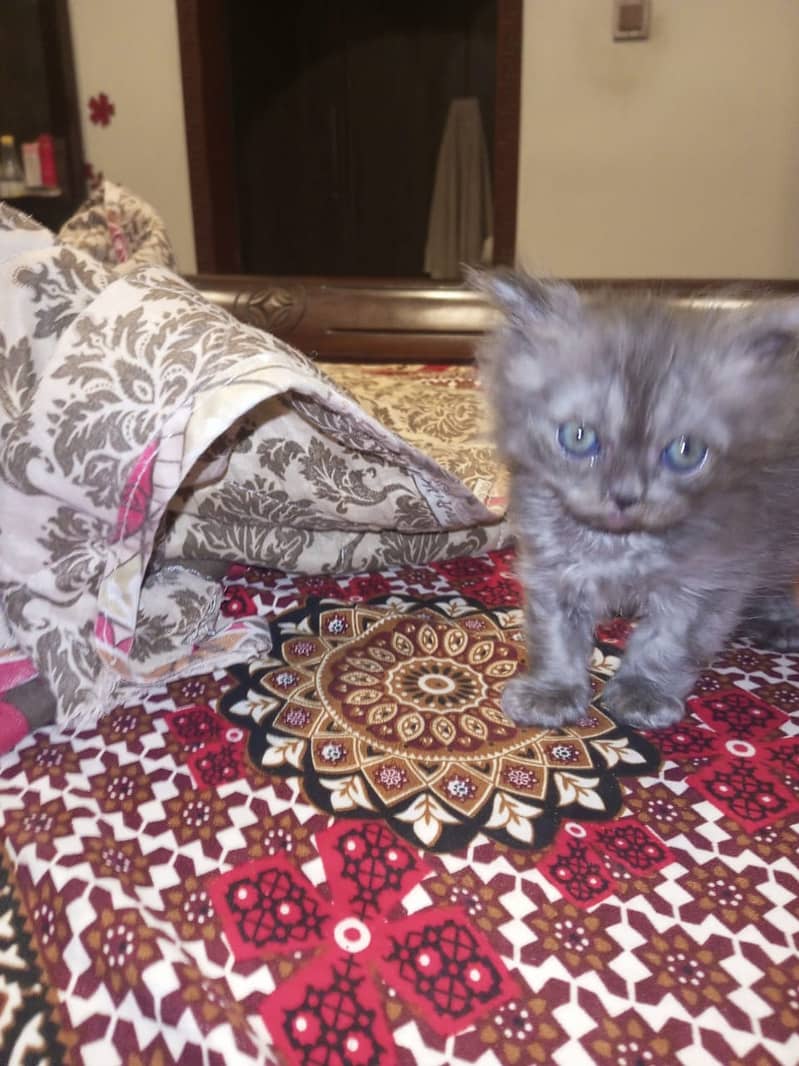 Persian kittens 6