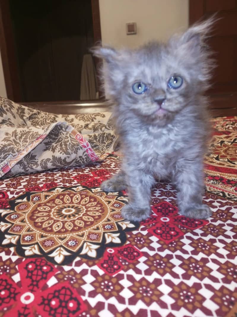 Persian kittens 7