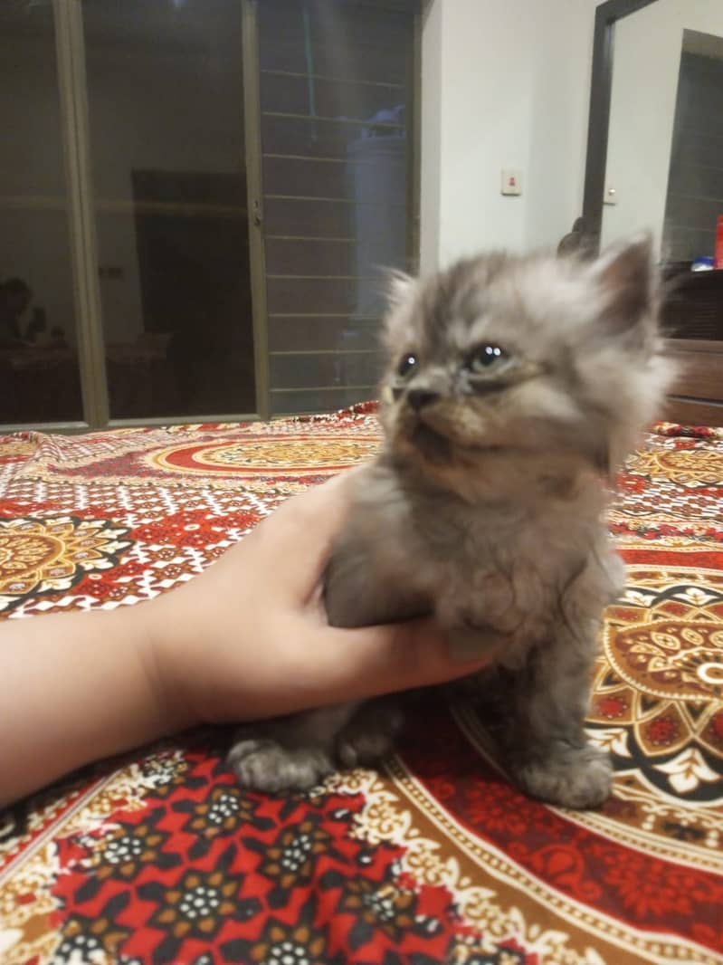 Persian kittens 9