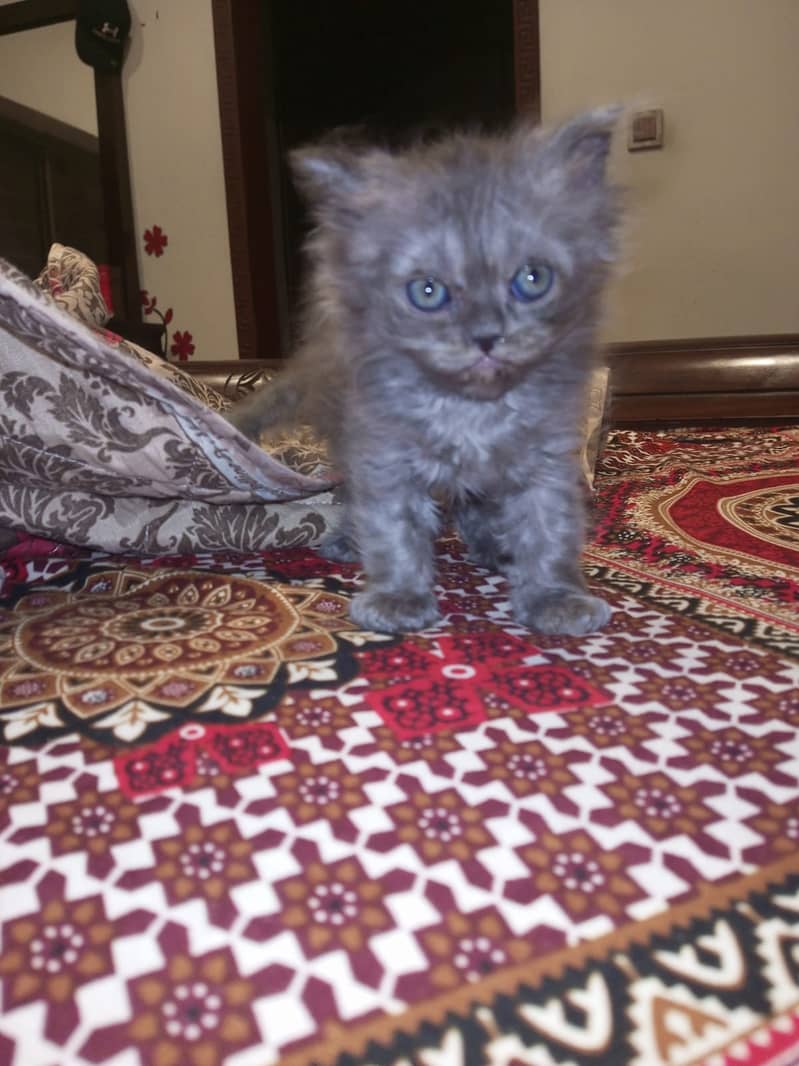 Persian kittens 10