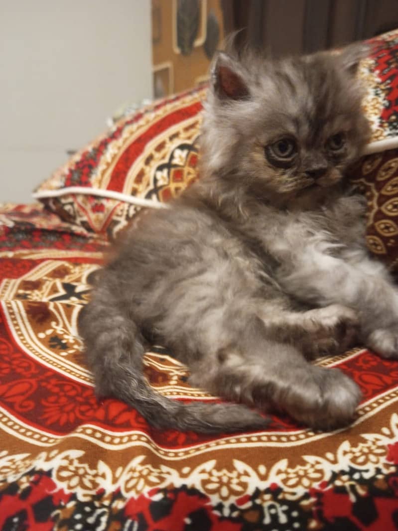 Persian kittens 11