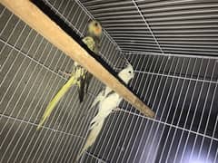 cockatiel parrots v pied pair with with cage