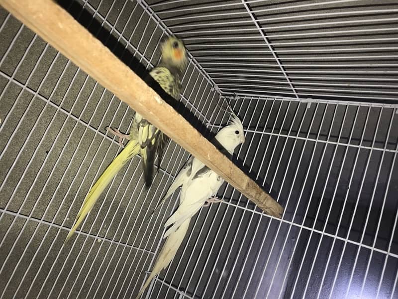 cockatiel parrots v pied pair with with cage 0