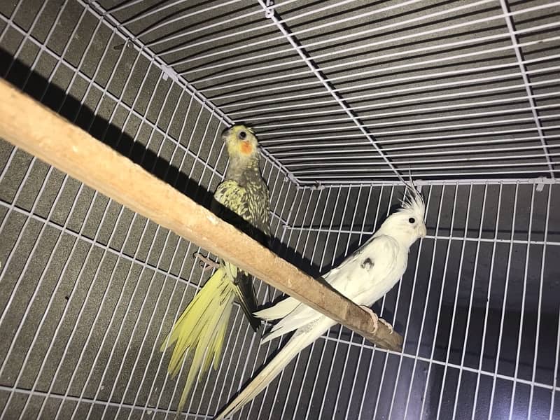 cockatiel parrots v pied pair with with cage 1