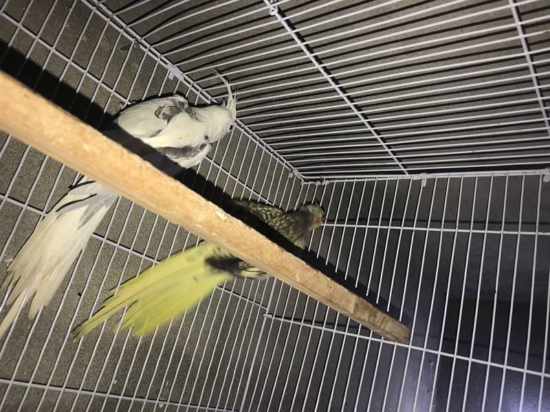 cockatiel parrots v pied pair with with cage 2