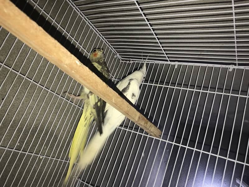 cockatiel parrots v pied pair with with cage 3