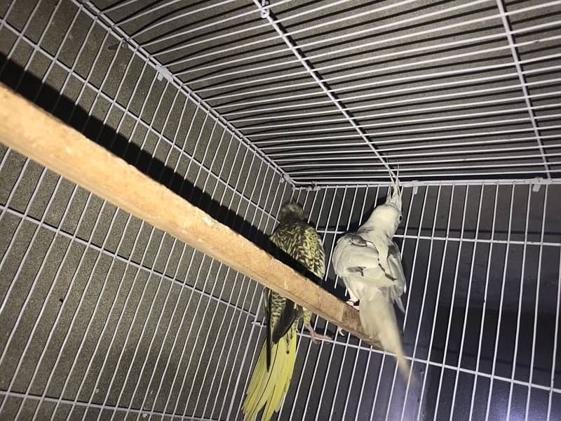 cockatiel parrots v pied pair with with cage 4