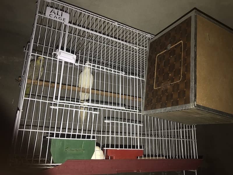 cockatiel parrots v pied pair with with cage 5