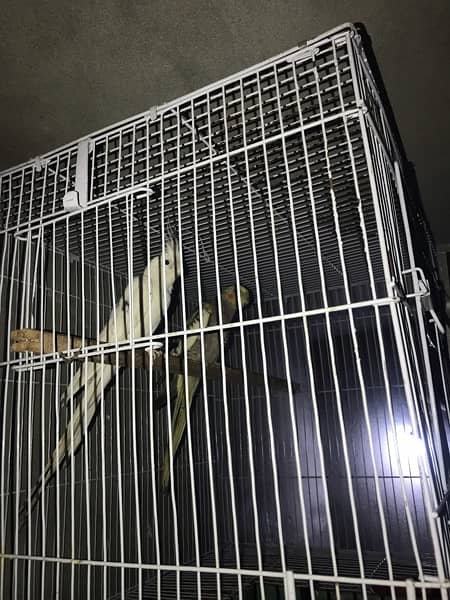 cockatiel parrots v pied pair with with cage 8