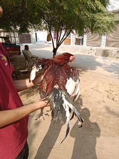 Pure Sindhi Aseel Breeder Male Age 3 years original band gadi