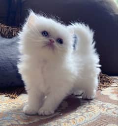 Persian kittens