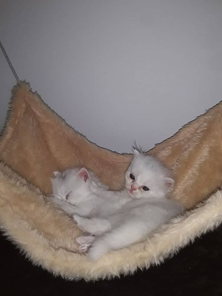 Persian kittens 1