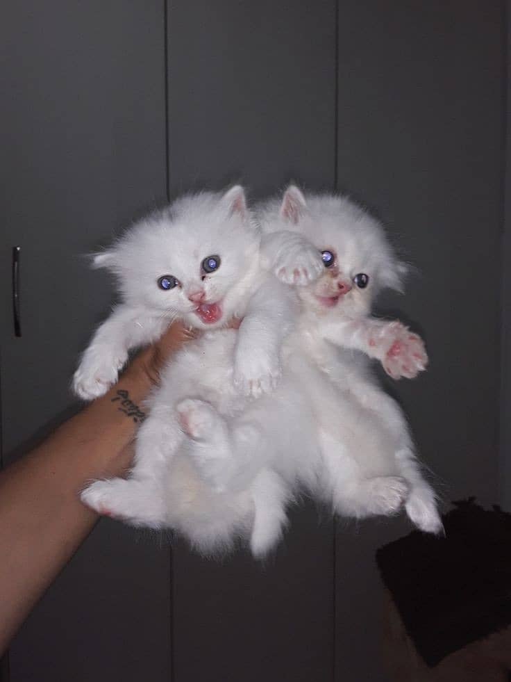 Persian kittens 2