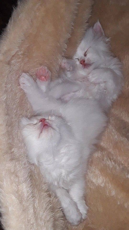 Persian kittens 3