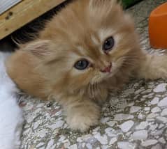 persian kitten