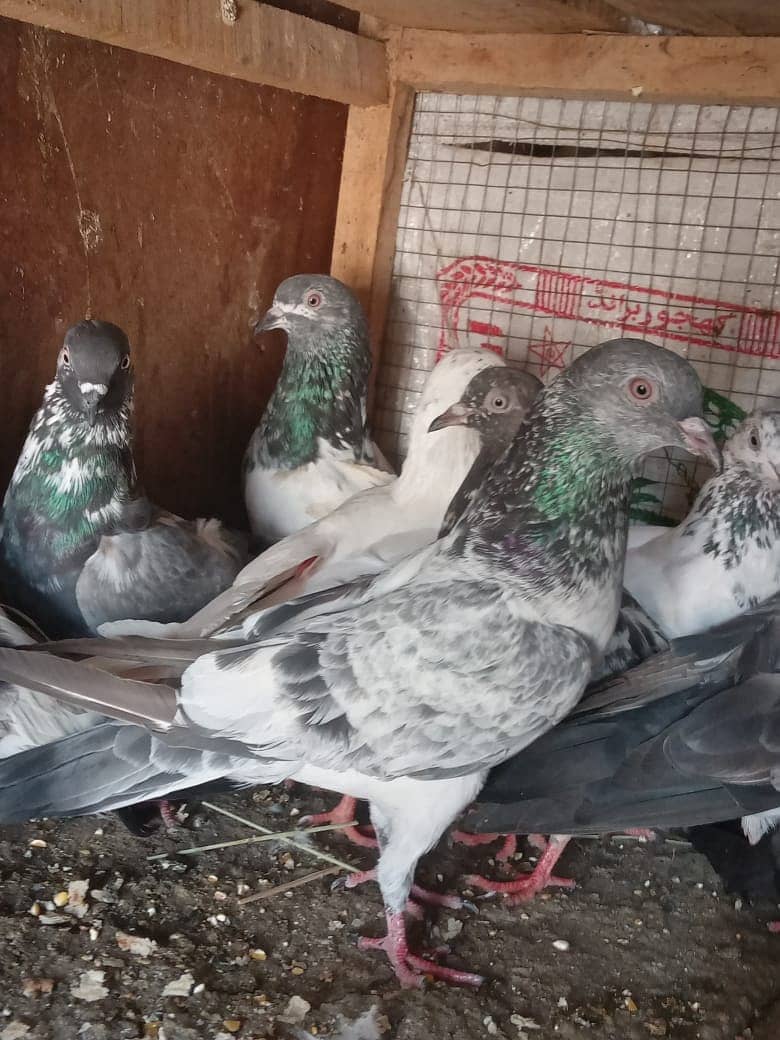 12 pigeons hifillers 7