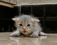 3 Kitten Persian