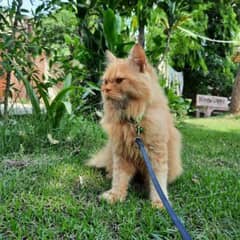 persian cat full traiend long coat 0